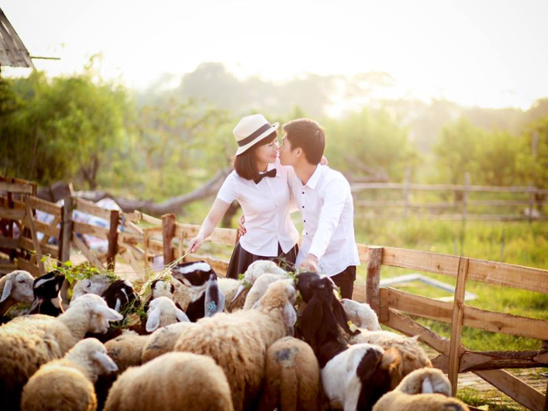 Đến Ninh Thuận thăm đồng cừu An Hòa Điểm đẹp