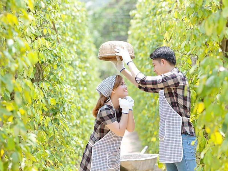 Trải nghiệm thú vị khi chụp hình cưới tại vườn tiêu Phú Quốc